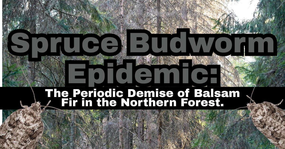 Spruce Budworm Epidemic: The Periodic Demise of Balsam Fir in the Northern Forest