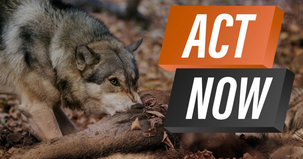 Take Action: Support the Pet and Livestock Protection Act (H.R. 845)
