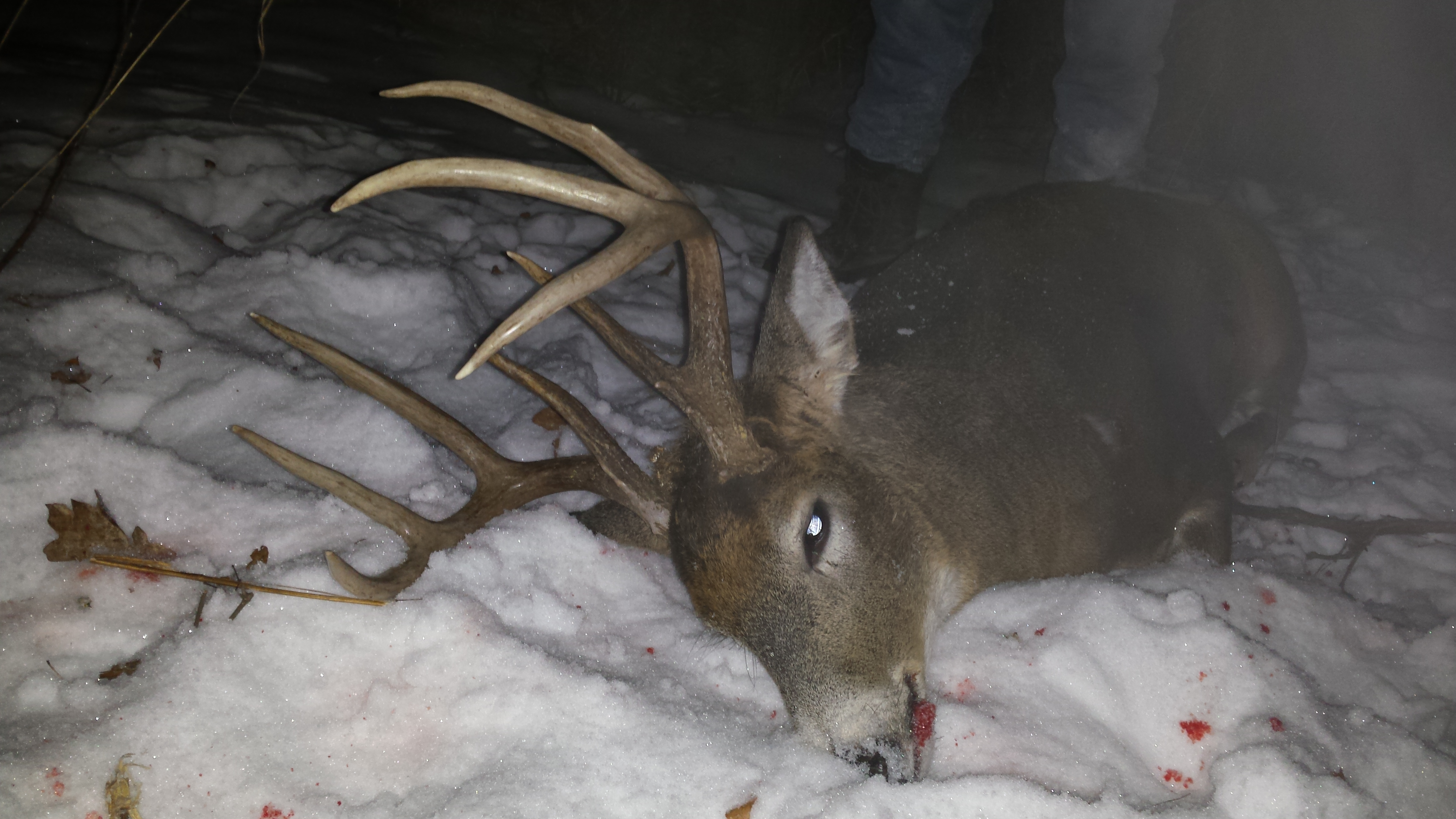 Whitetail Deer