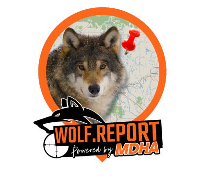 Wolf Sightings In Minnesota