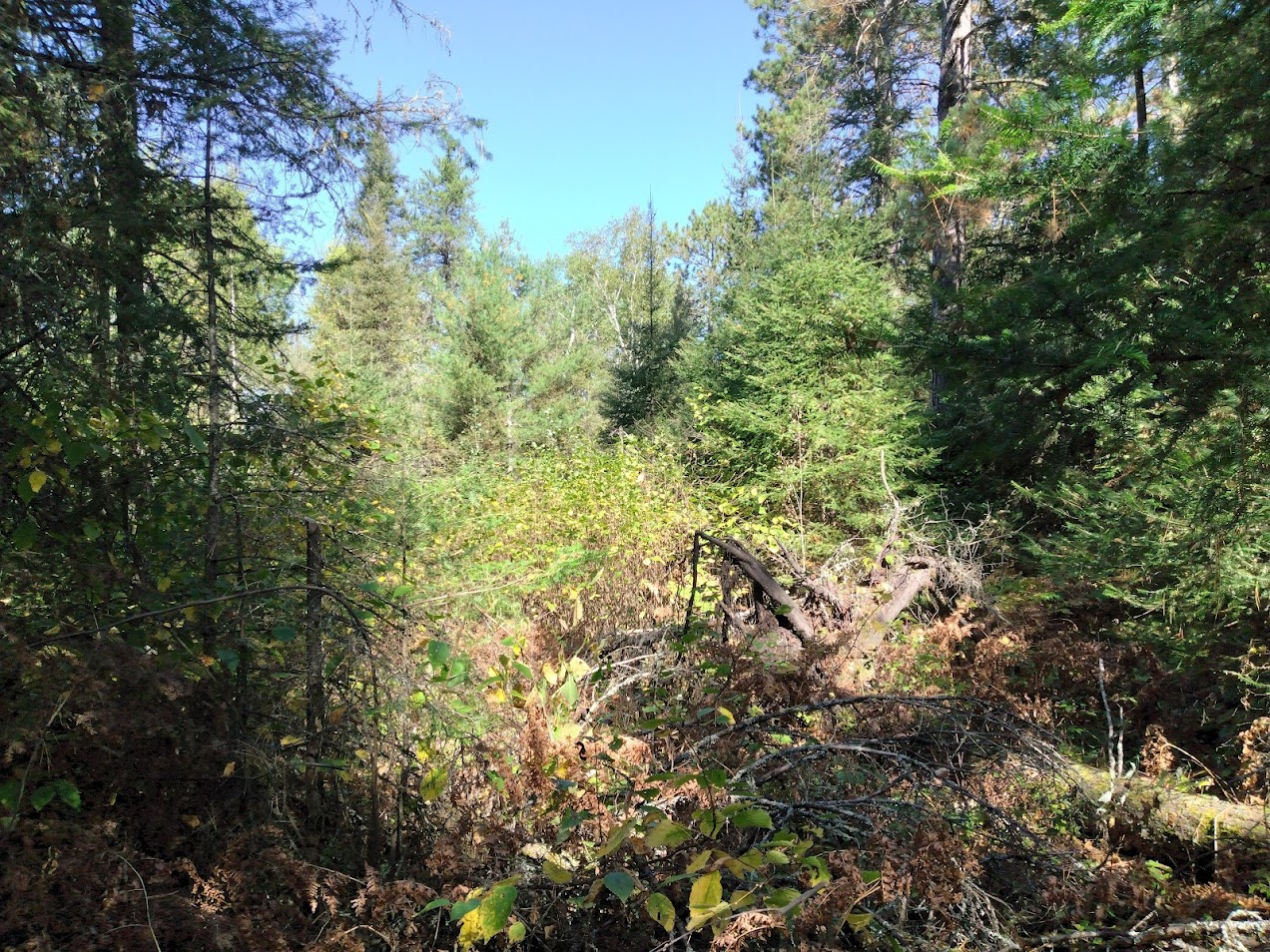 Balsam Fir