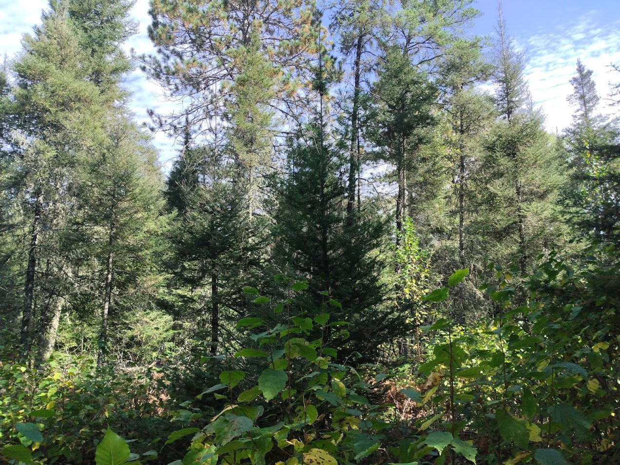 Mature Balsam Fir