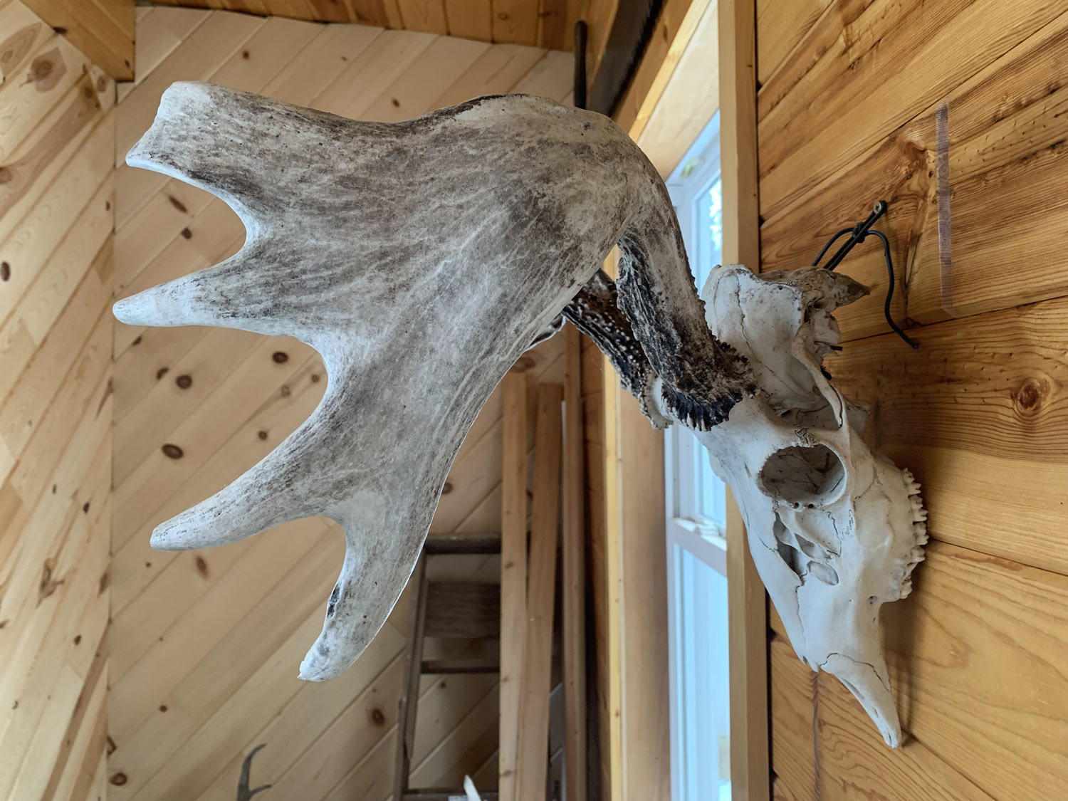 Moose Like Deer Shed