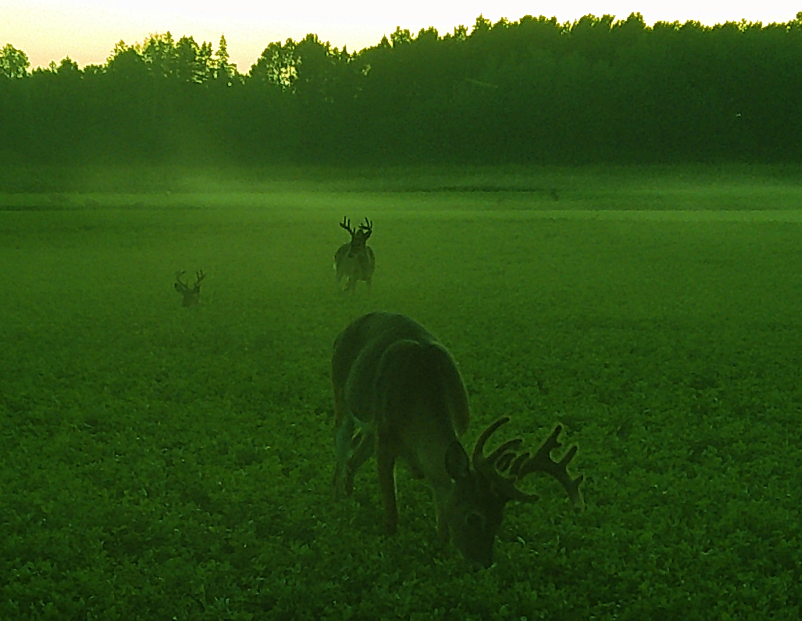 Deer in Food Plot