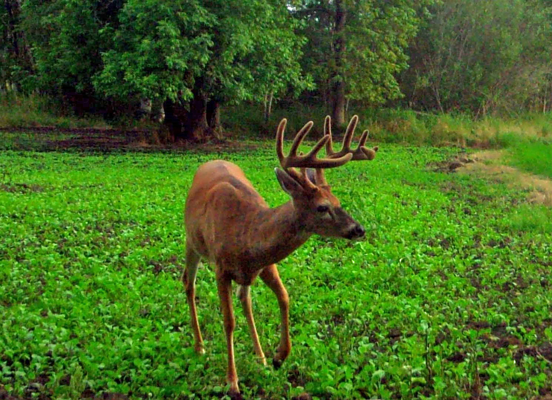 Food Plots For Deer