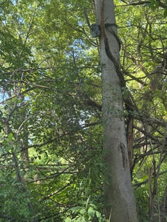 Deer Stand