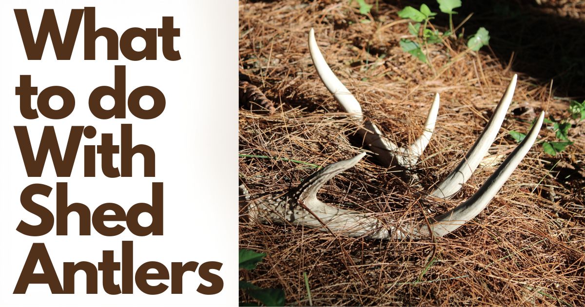 What to do With Shed Antlers