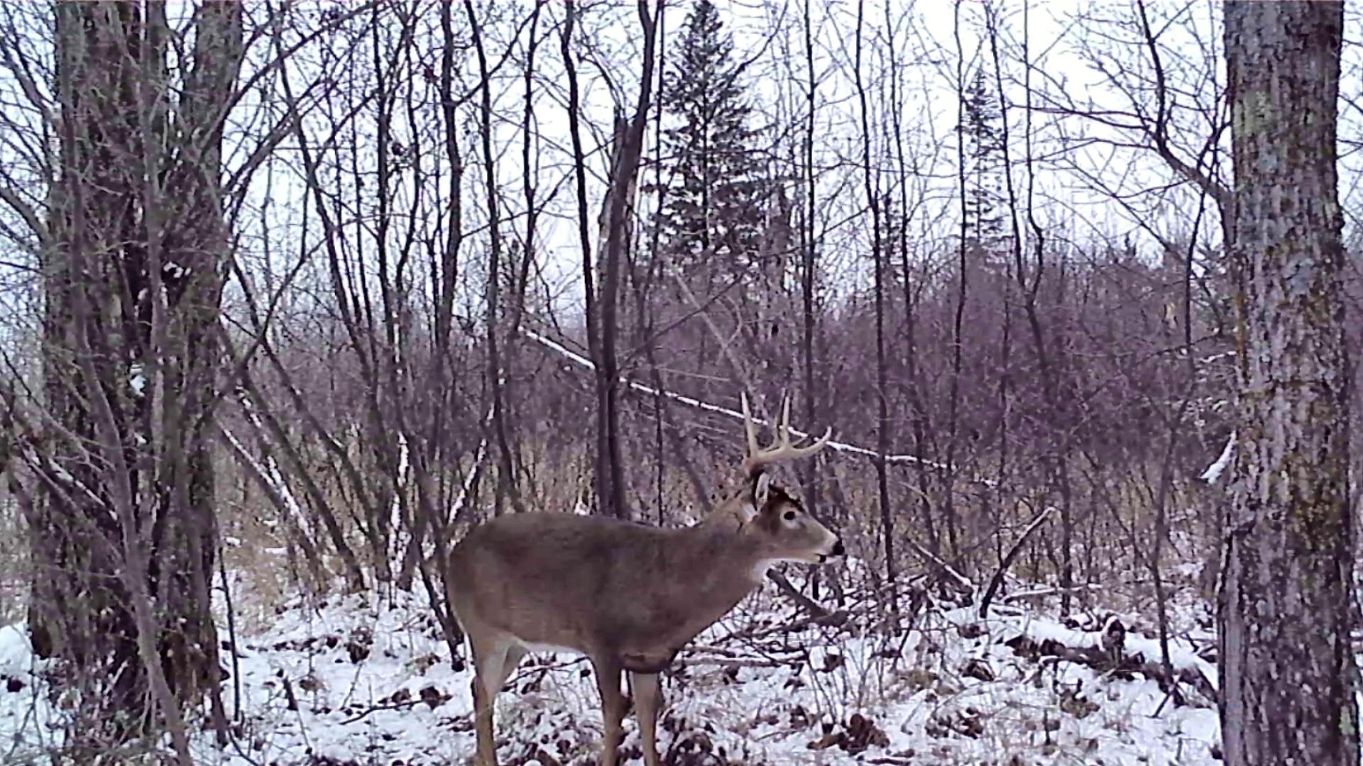 Whitetail Buck