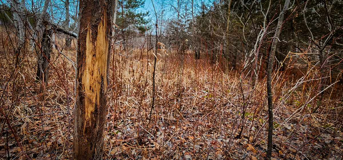 Deer Buck Rub