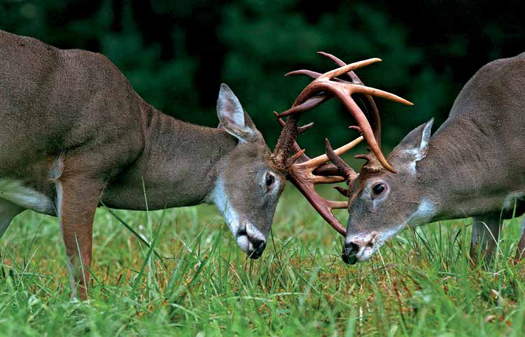 buckssparring