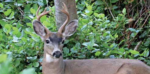 Young Minnesota Buck