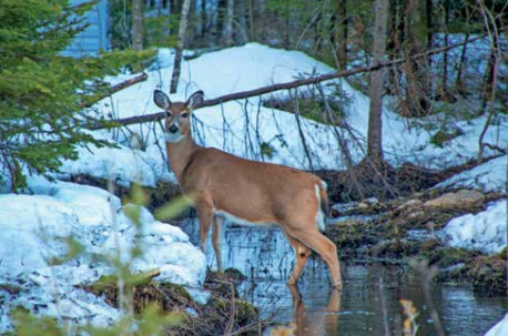 Minnesota Wolf Deer Relationship