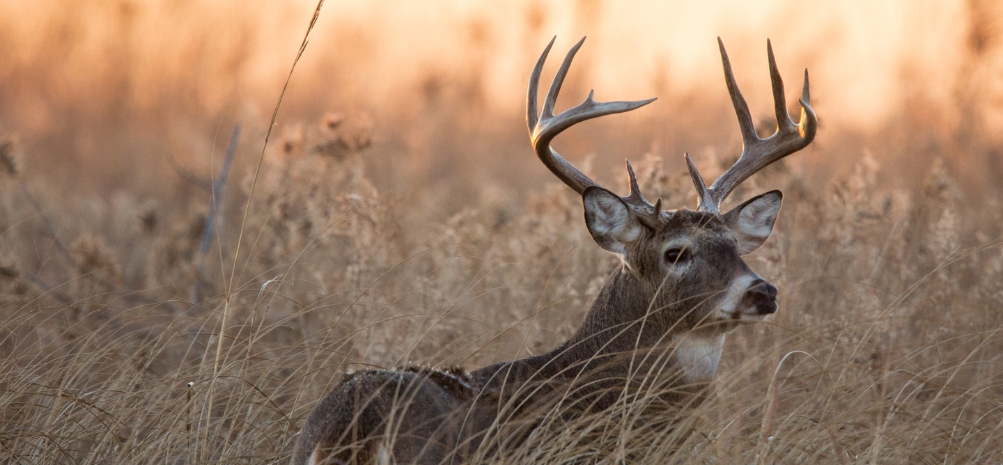 Whitetail Deer Buck Minnesota Whitetail Deer Buck Minnesota