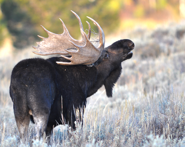 Minnesota Moose Habitat Collaborative Phases I, II and III