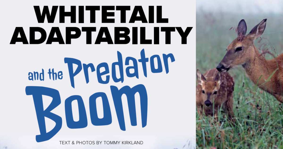 Predator Boom In Minnesota