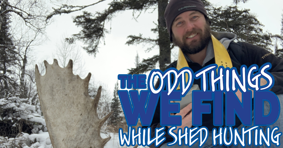 Odd things you find while shed hunting