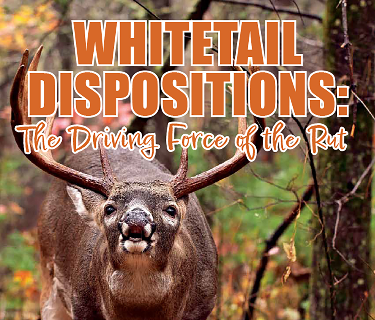 Minnesota Deer Rut
