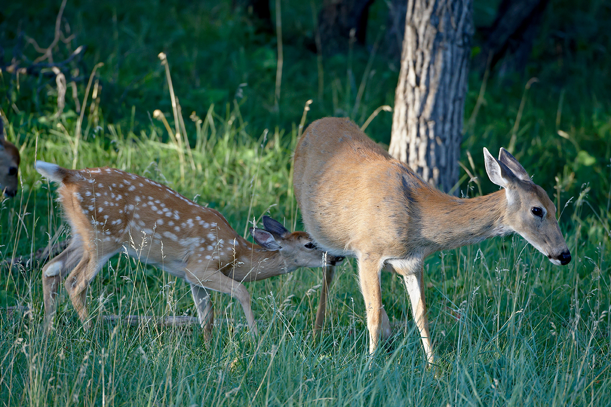 WhitetailDoe