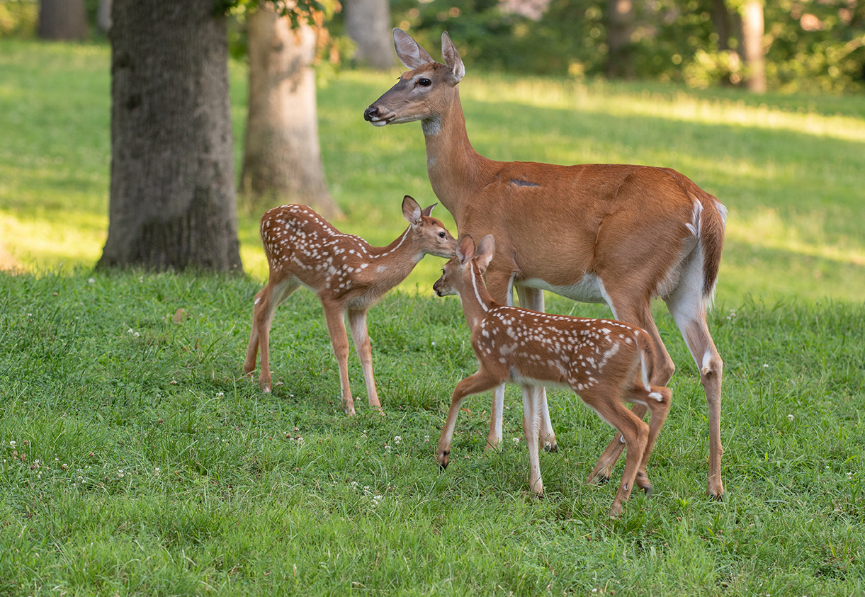 WhitetailDeerDoe